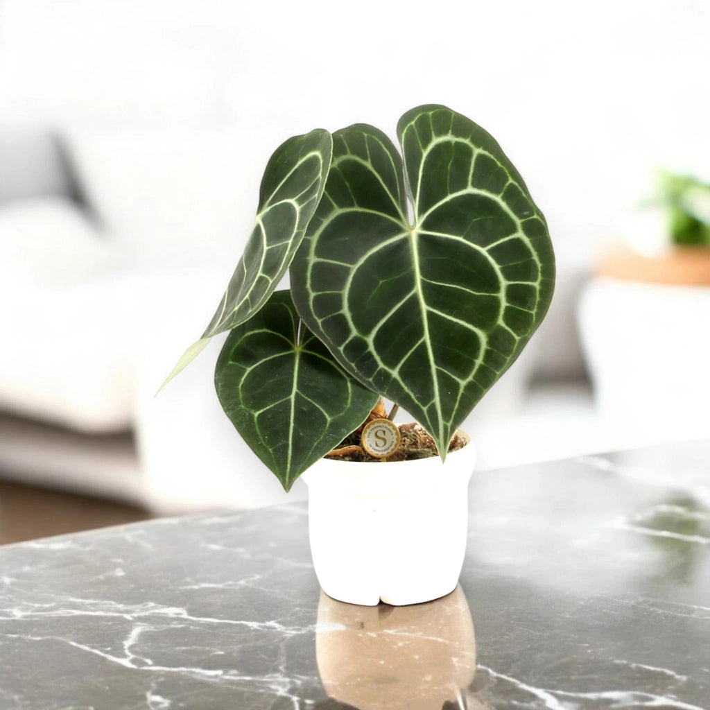 Gardenaria Anthurium clarinervium - Pianta da interno ornamentale Altezza: 30 cm (vaso 12)