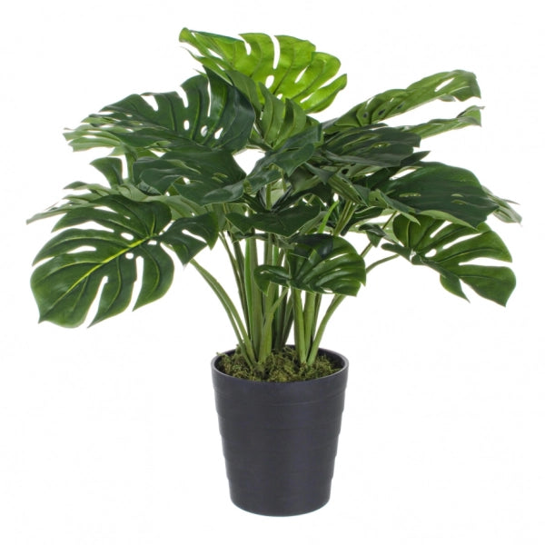 Pianta filodentrocon vaso h 65 cm