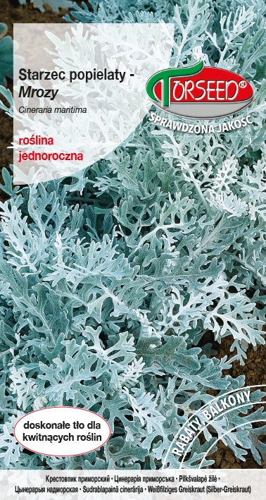 Gelate (Sambuco Frassino) - Cineraria maritima cenere 0,5 g