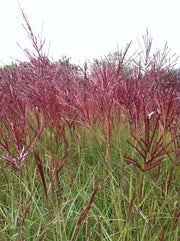 Gardenaria Miscanthus sinensis 'Red Chief' - Graminacea ornamentale da esterno Altezza: 120 cm (vaso 24)
