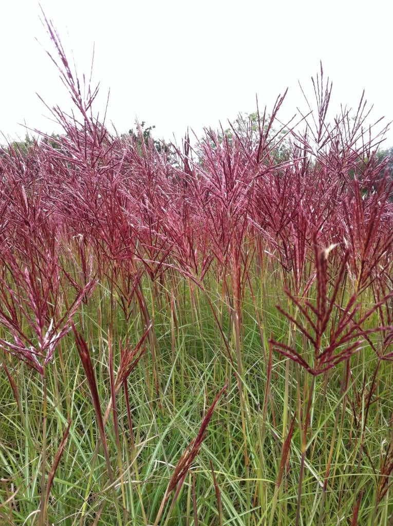 Gardenaria Miscanthus sinensis 'Red Chief' - Graminacea ornamentale da esterno Altezza: 120 cm (vaso 24)