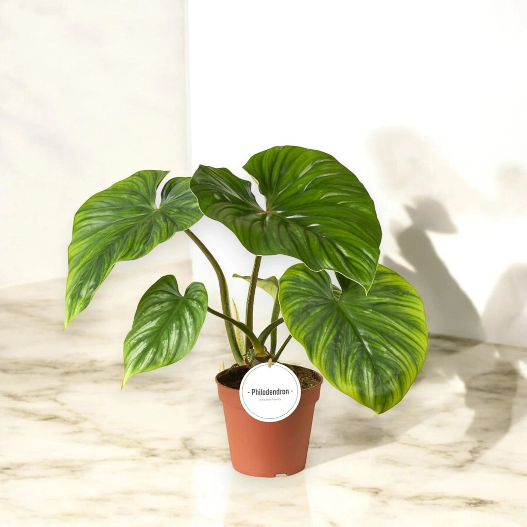 Gardenaria Philodendron 'Plowmanii' - Pianta da interno ornamentale Altezza: 30 cm (vaso 12)