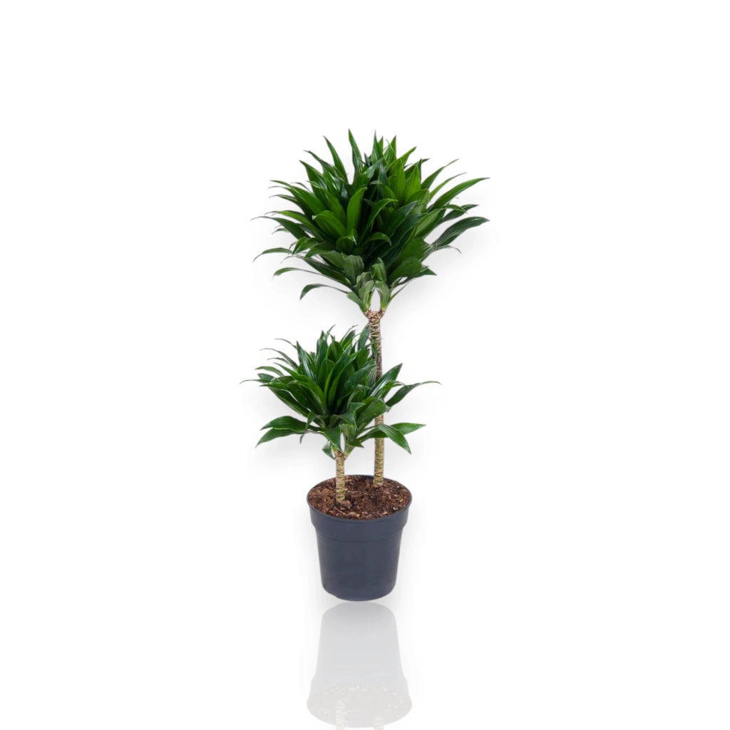 Gardenaria Dracaena fragrans 'Compacta' - Pianta da interno ornamentale Altezza: 130 cm (vaso 31)