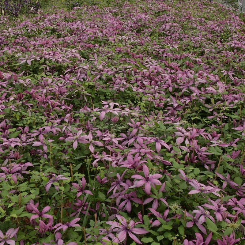 Pianta CLEMATIDE Clematis Princess Arabelle Rampicante in vaso 18 cm AMDGarden