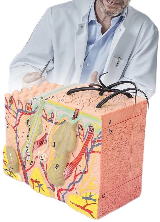 Modello di pelle 35X Amplificatore - Modello Anatomico - Materiale PVC - Strumento Educativo - Diagramma Etichettato - Leggero e Resistente