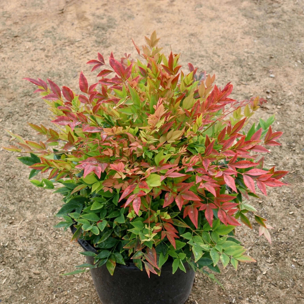 Gardenaria Nandina domestica 'Gulf Stream' Rubra - Arbusto ornamentale da giardino Altezza: 50/60 cm (vaso24)