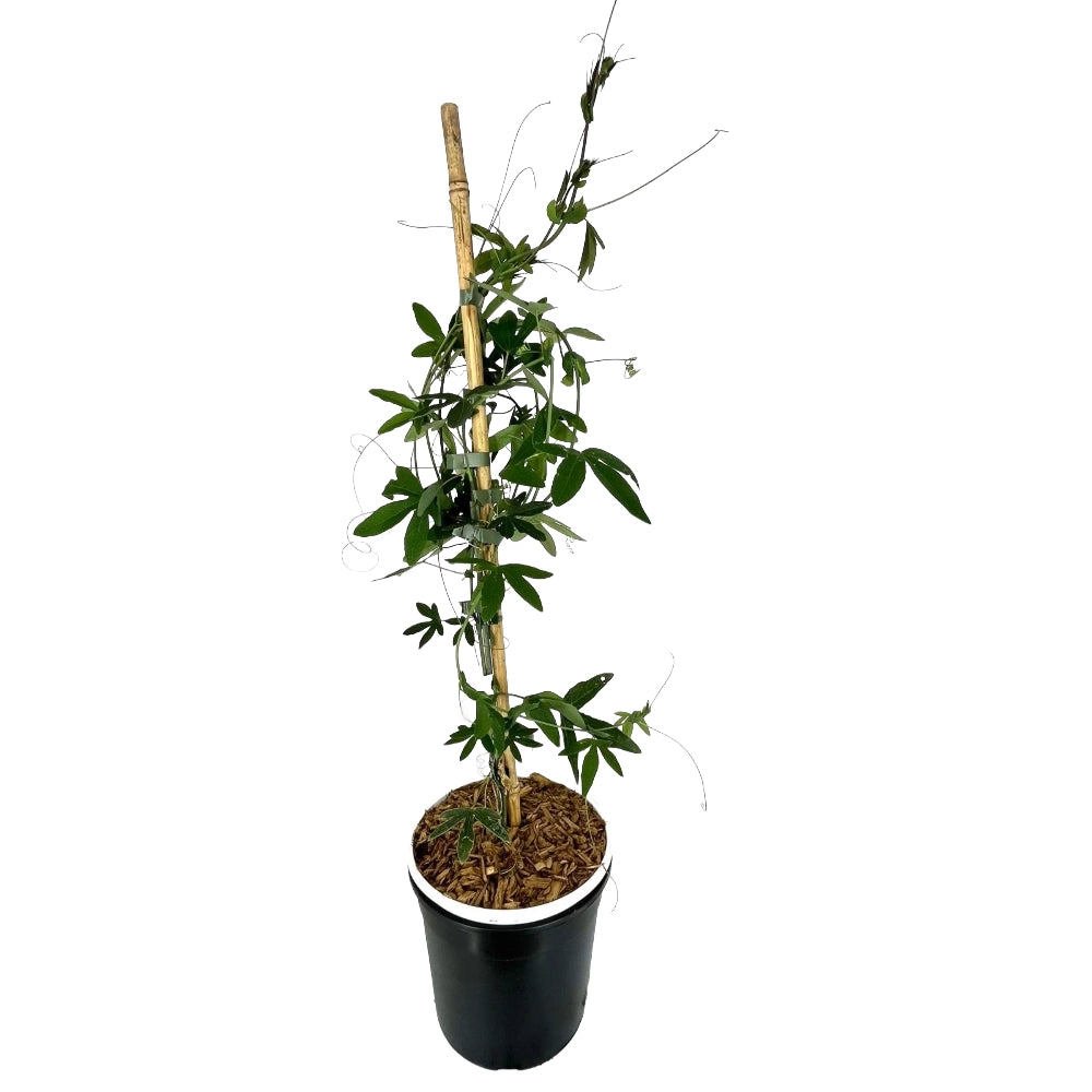Pianta di Passiflora RIVERSIDE SNOW QUEEN profumata bianca vaso 18 cm AMDGarden