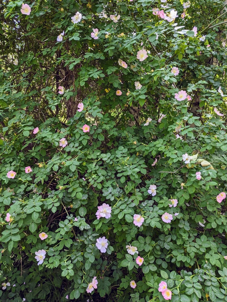 ROSA MUTABILIS VASO 24
