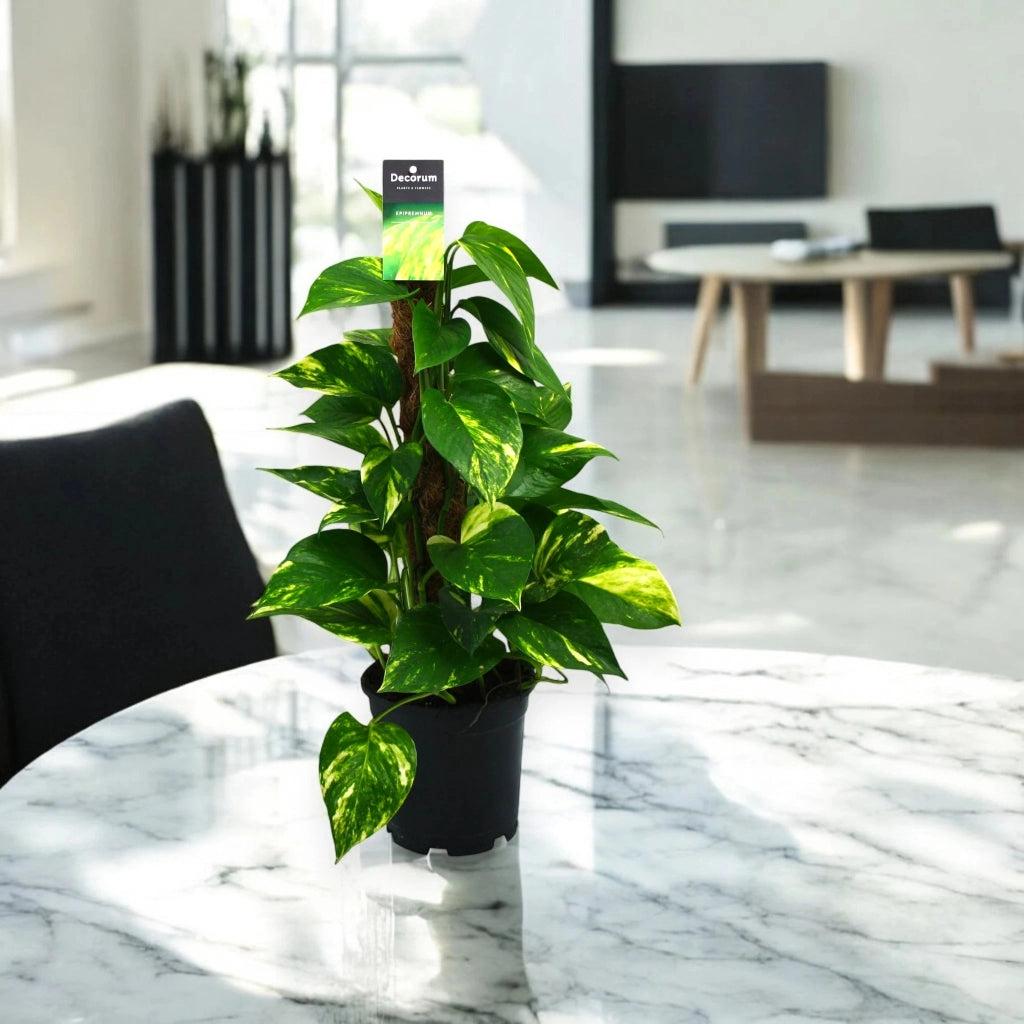Gardenaria Epipremnum (pothos) su palo tutore - Pianta da interno ornamentale Altezza: 50 cm (vaso 15)