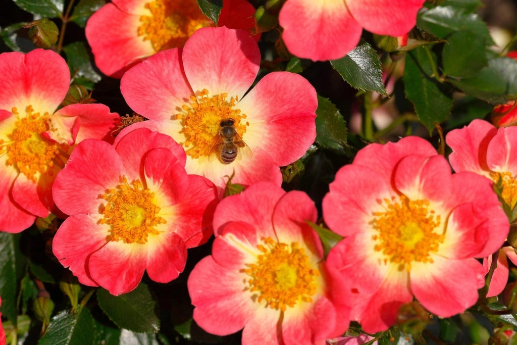 Gardenaria Rosa 'Bienenweide Bicolor' - Rosa da giardino Altezza: 25/30 cm (vaso15)