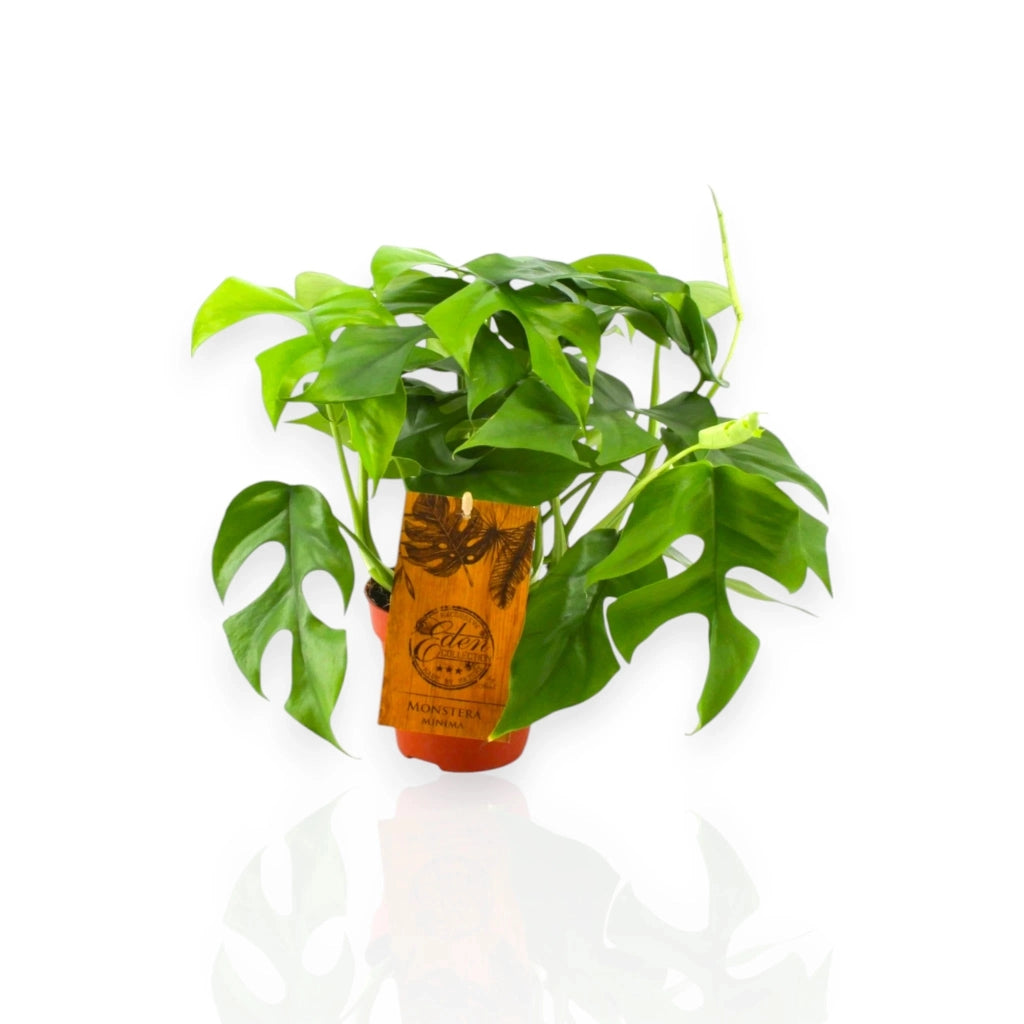 Gardenaria Monstera Minima - Rhaphidophora tetrasperma - Pianta da interno ornamentale Altezza: 40 cm (vaso 12)