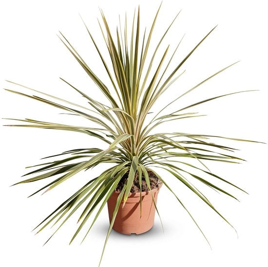 Cordilina australis 'Dazzler' - Pianta ornamentale invernoduratura 100 cm