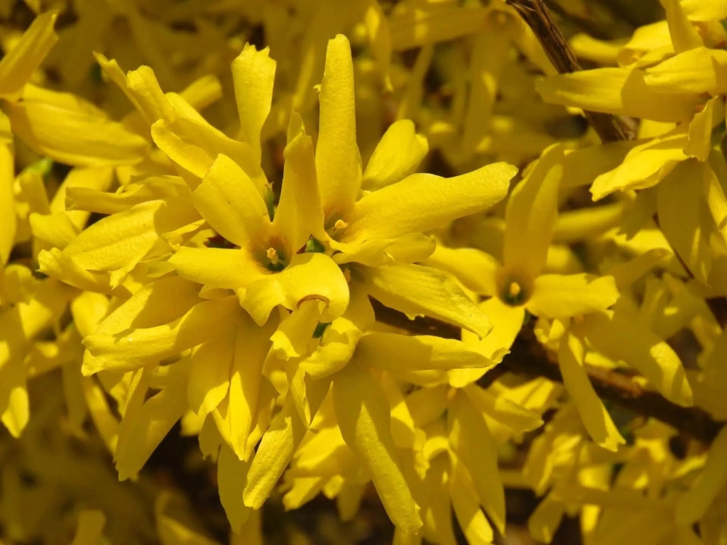 Gardenaria Forsizia - Forsythia intermedia 'Mikador' - Arbusto ornamentale da giardino Altezza: 40/60 cm (vaso19)