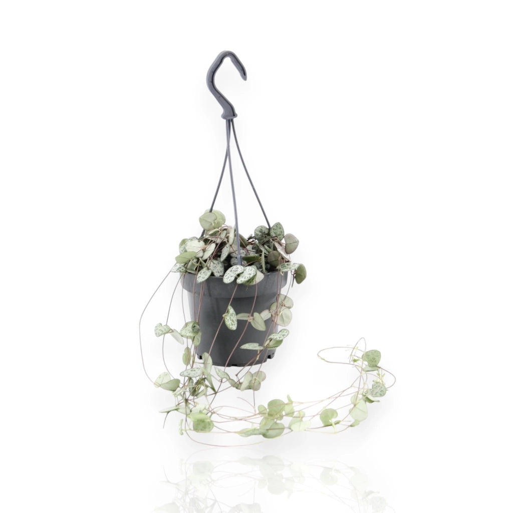 Gardenaria Ceropegia woodii - Pianta da interno ornamentale Altezza: 20 cm (vaso 8)
