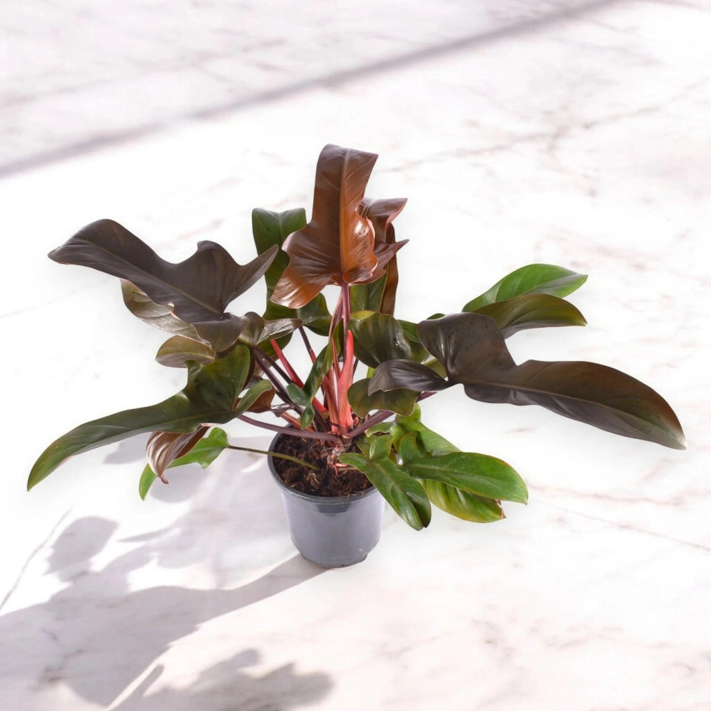 Gardenaria Philodendron 'Florida Bronze' - Pianta da interno ornamentale Altezza: 40 cm (vaso 12)