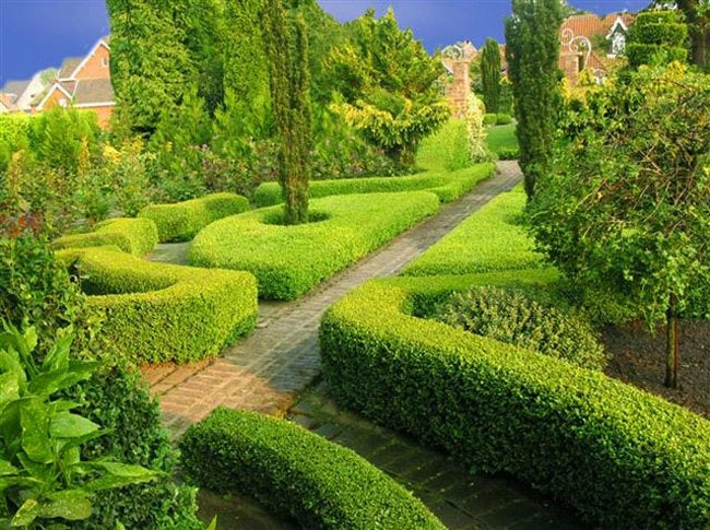 50 PIANTE Bosso Buxus Boxus rotundifolia vaso 14cm