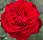 Rosa TRAVIATA ® Meilavio