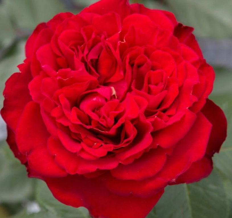 Rosa TRAVIATA ® Meilavio