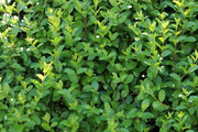 50 piante di Ligustrum ovalifolium (Ligustro)  H120cm foto reali