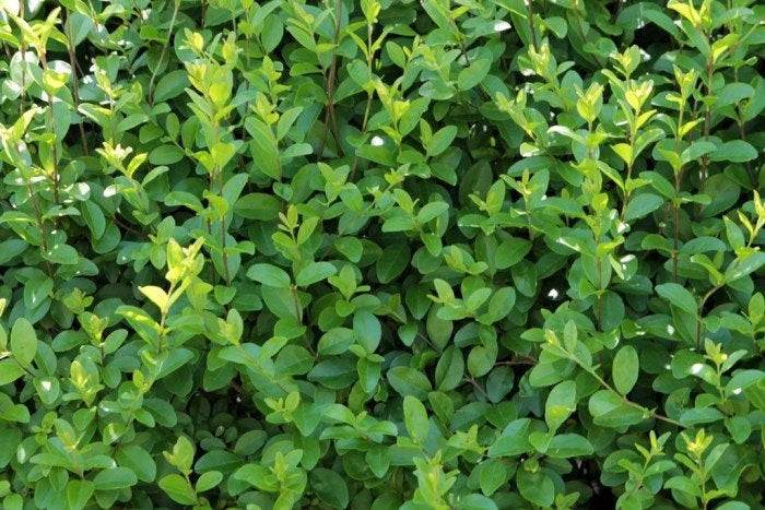 50 piante di Ligustrum ovalifolium (Ligustro)  H120cm foto reali