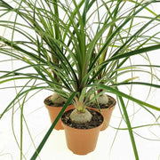 Nolina in vaso 10 cm TC, pianta ornamentale resistente e facile da curare
