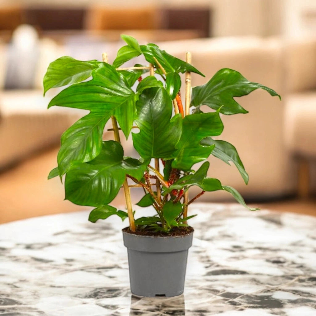 Gardenaria Philodendron squamiferum - Pianta da interno ornamentale Altezza: 40 cm (vaso 14)
