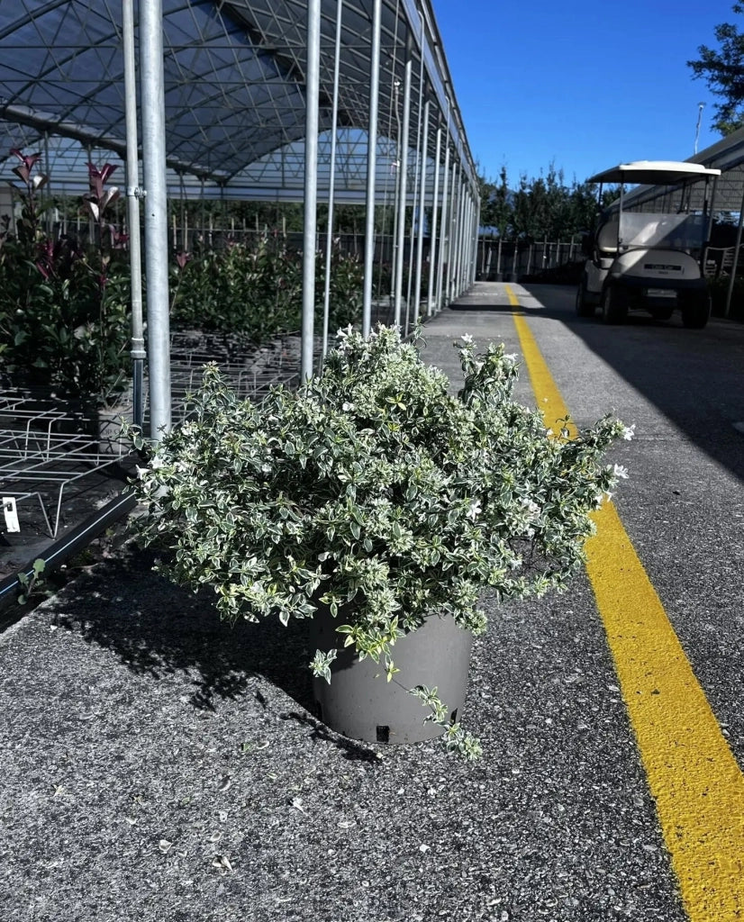 Gardenaria Abelia grandiflora 'Sparkling Silver' - Arbusto ornamentale da giardino Altezza: 30/35 cm (vaso19)