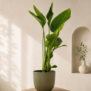 Gardenaria Strelitzia nicolai - Pianta da interno ornamentale Altezza: 180/200 cm (vaso 33)