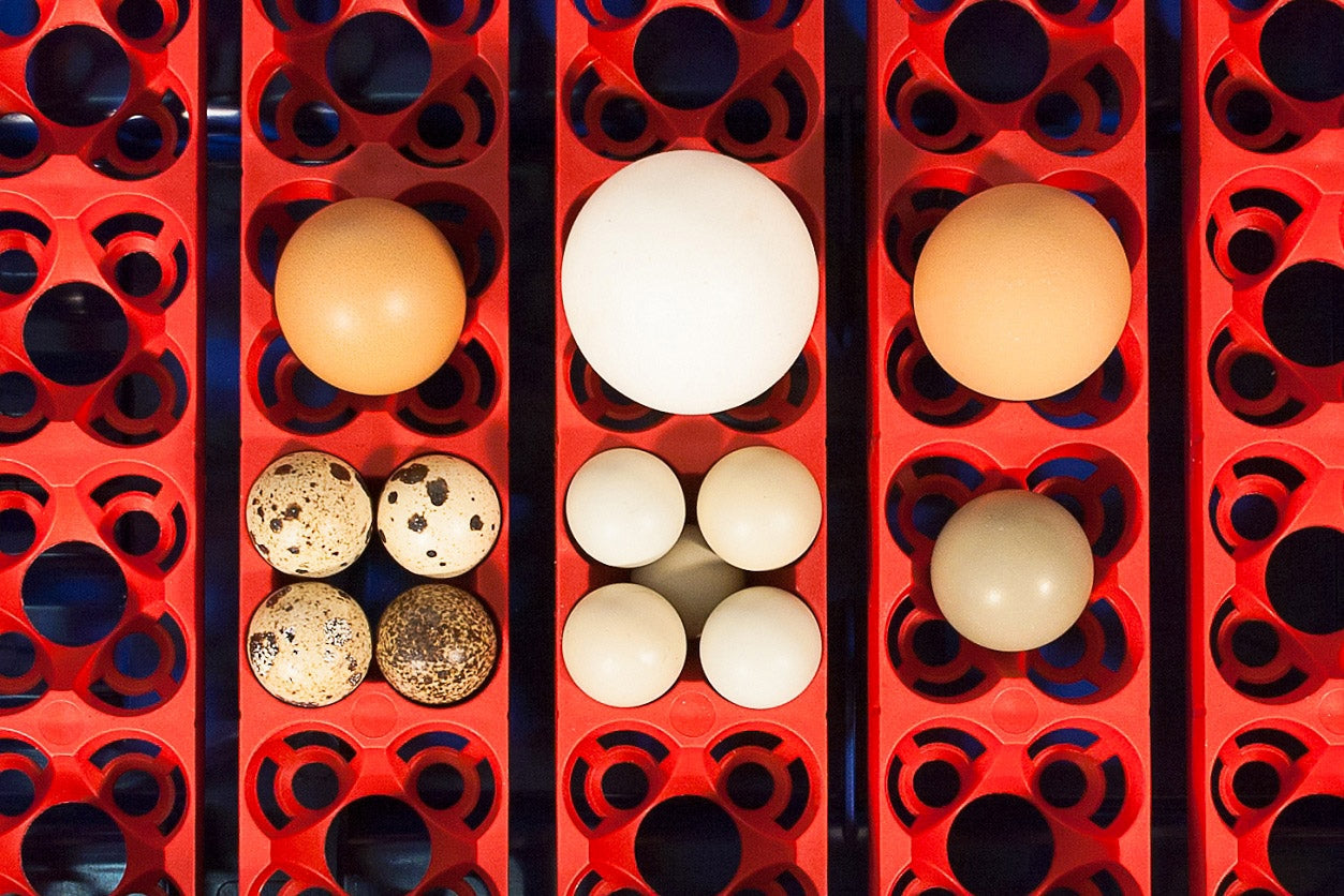 Incubatrice per Uova Semi Automatica Professionale Borotto Real 24