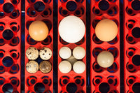 Incubatrice per Uova Semi Automatica Professionale Borotto Real 24