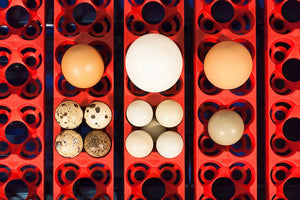 Incubatrice per Uova Semi Automatica Professionale Borotto Real 24