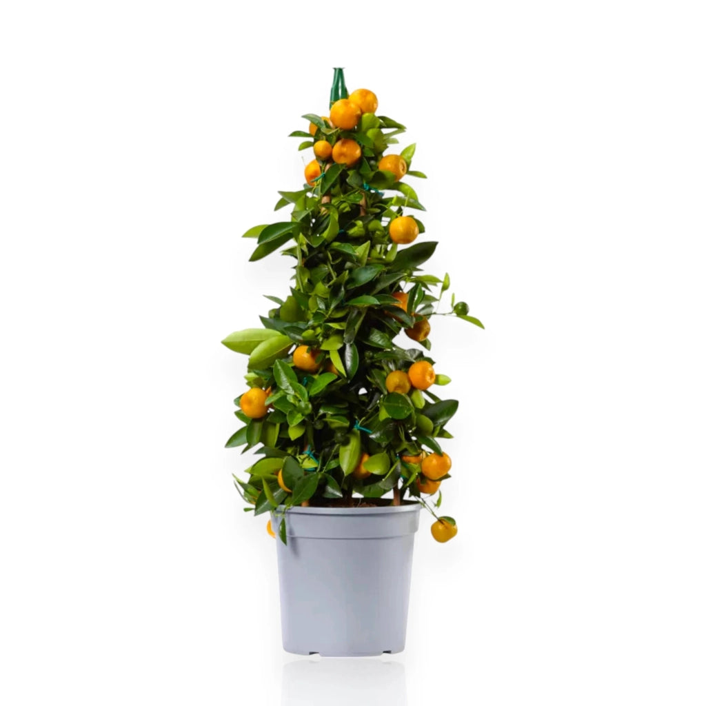 Gardenaria Calamondino - Citrus × microcarpa - Pianta di agrume da frutto in vaso Altezza: 70/80 cm (vaso 22)
