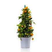 Gardenaria Calamondino - Citrus × microcarpa - Pianta di agrume da frutto in vaso Altezza: 70/80 cm (vaso 22)