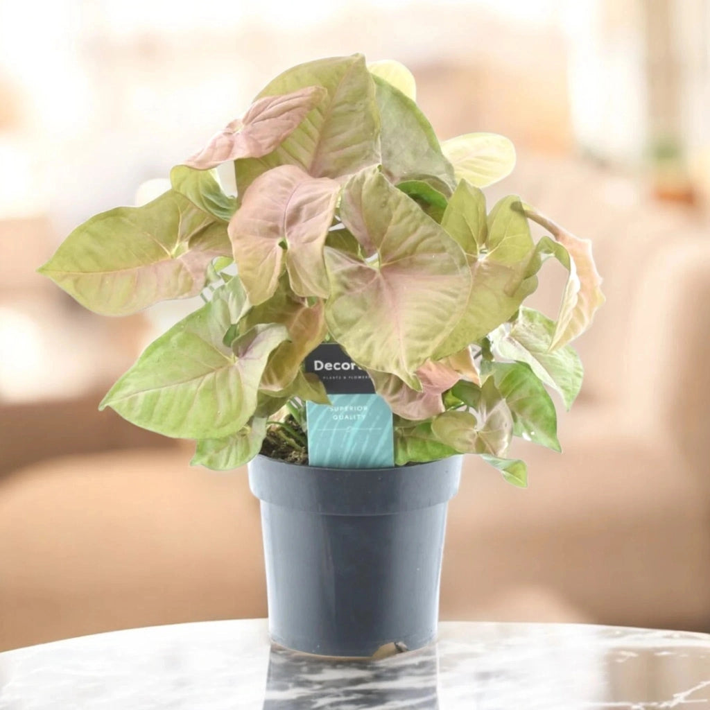 Gardenaria Syngonium 'Red heart' - Pianta da interno ornamentale Altezza: 30 cm (vaso 14)