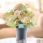 Gardenaria Syngonium 'Red heart' - Pianta da interno ornamentale Altezza: 30 cm (vaso 14)