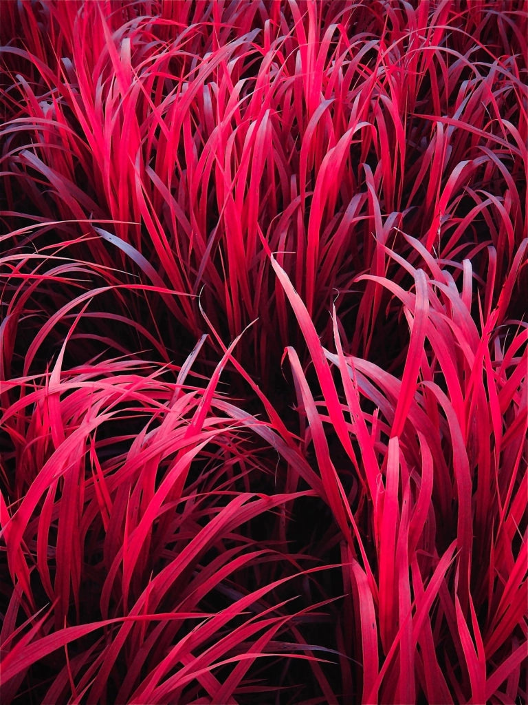 IMPERATA CYLINDRICA RED BARON (ERBA GIAPPONESE DEL SANGUE) VASO 24