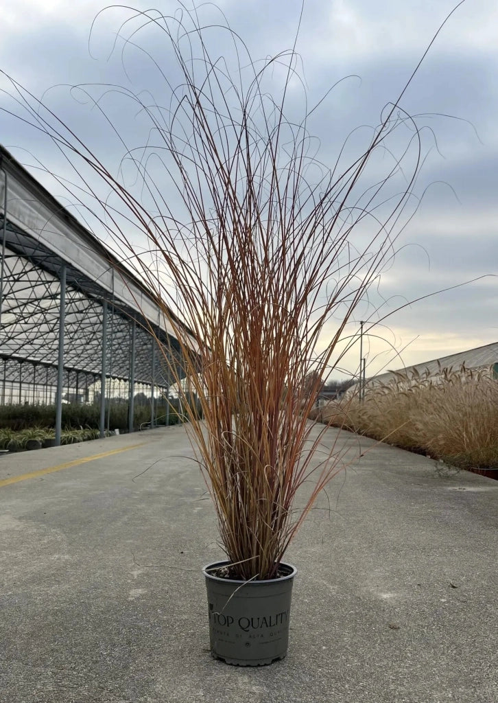 Gardenaria Miscanthus sinensis 'Morning Light' - Graminacea ornamentale da esterno Altezza: 100 cm (vaso 24)