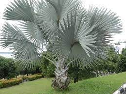Bismarckia nobilis Silver H 180cm Palma tropicale foglia argento foto reale