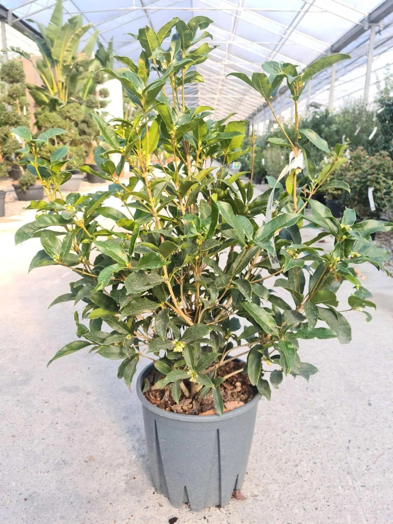 Gardenaria Osmanthus fragrans - Arbusto ornamentale da giardino Altezza: 50/70 cm (vaso19)