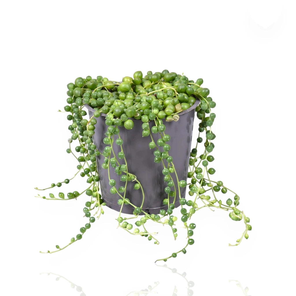 Gardenaria Senecio rowleyanus - Pianta da interno ornamentale Altezza: 15 cm (vaso 11)