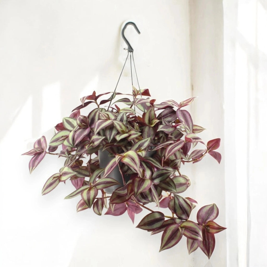 Gardenaria Tradescantia zebrina Violet - Pianta da interno ornamentale Altezza: 25 cm (vaso 17)