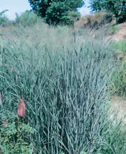 Gardenaria Panicum virgatum 'Heavy Metal' - Graminacea ornamentale da esterno Altezza: 60 cm  (vaso 17)