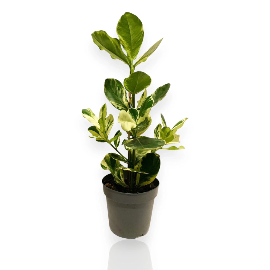 Gardenaria Clusia rosea 'White Star' - Pianta da interno ornamentale Altezza: 60 cm (vaso 17)