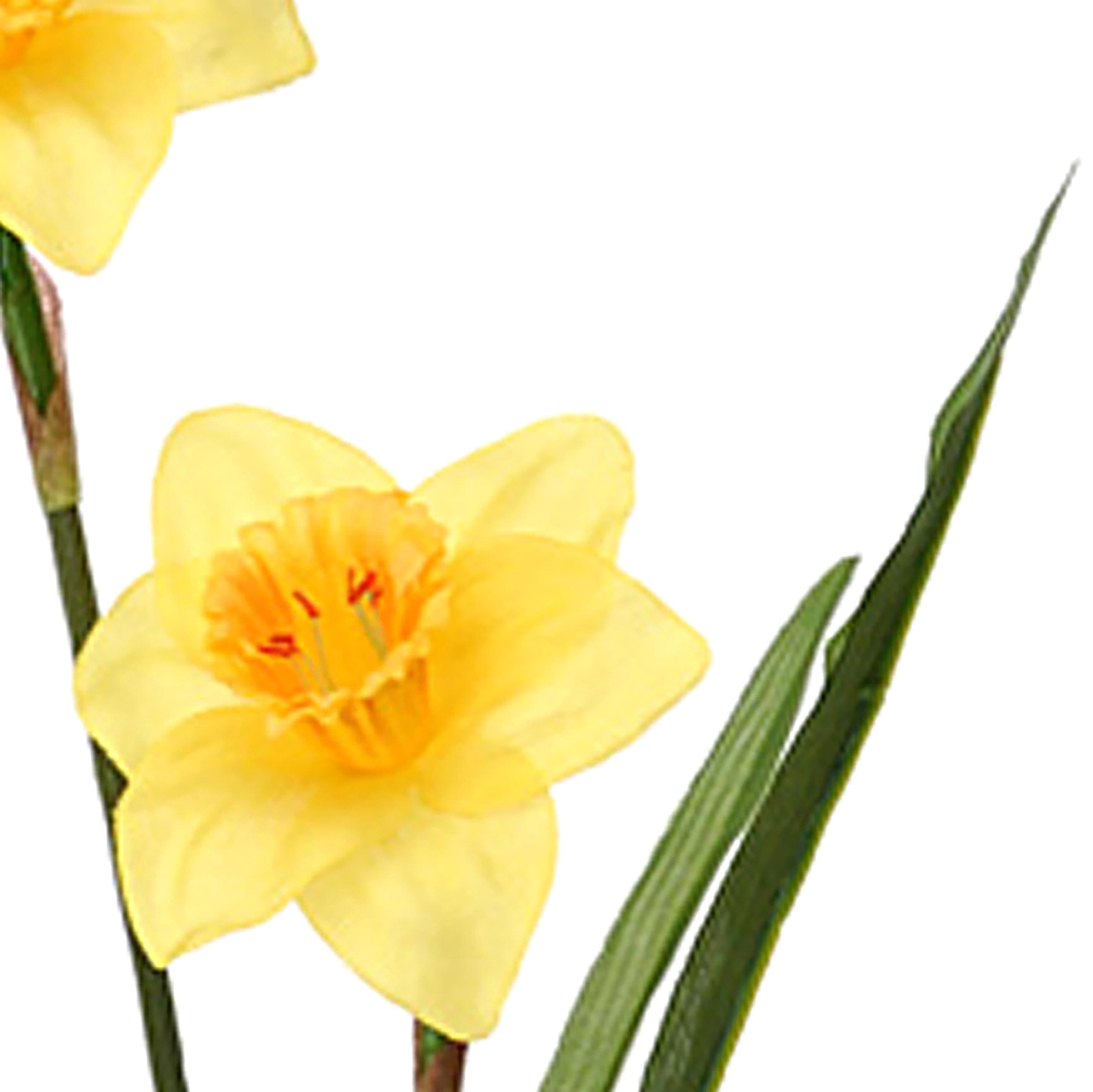 Set 8 Rami Artificiali Narciso con 6 Fiori H 70 cm