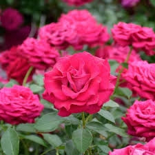 Rosa ‘Belles Rives’ – Rosa ornamentale profumata a fiore grande
