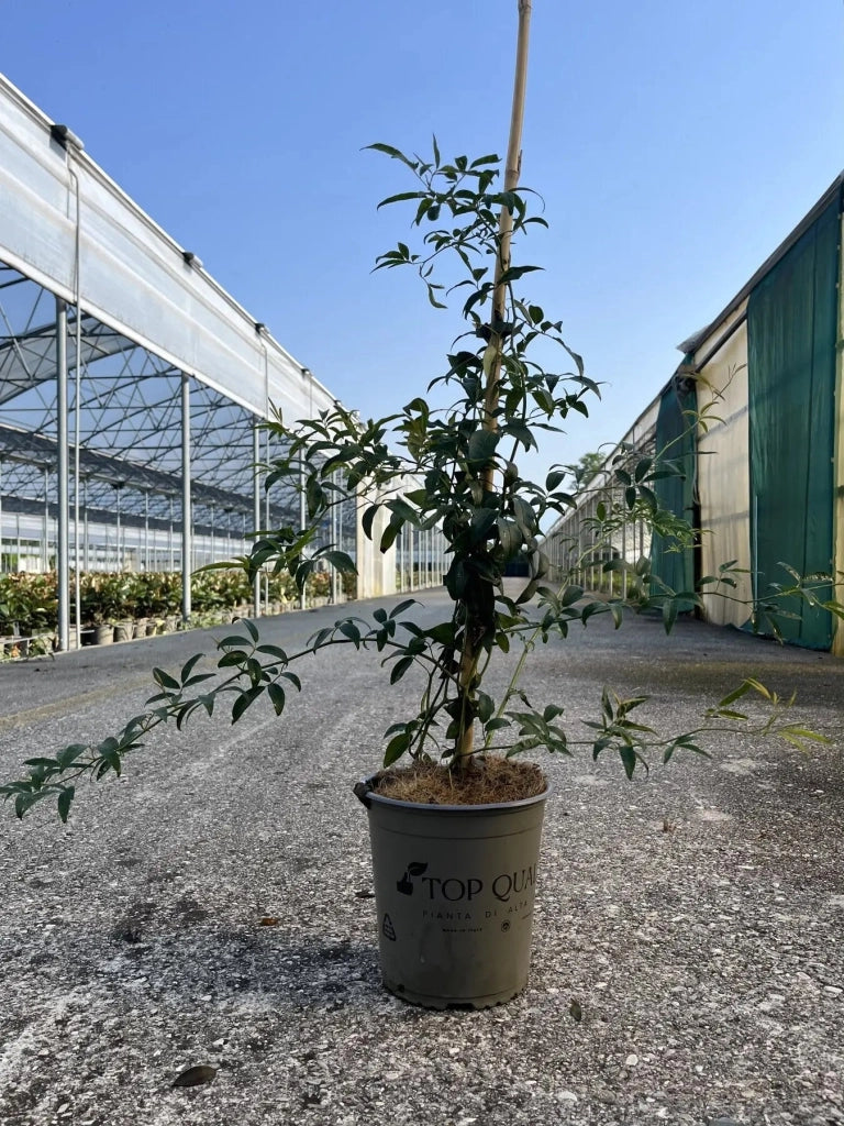 Gardenaria Rosa 'Banksiae Lutea Plena' - Rosa da giardino Altezza: 90/100 cm (vaso 19)