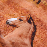 Abito da Bambina a Maniche Lunghe Blu Marino 128 14855