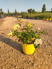 ROSA SEVILLANA GIALLO VASO 18