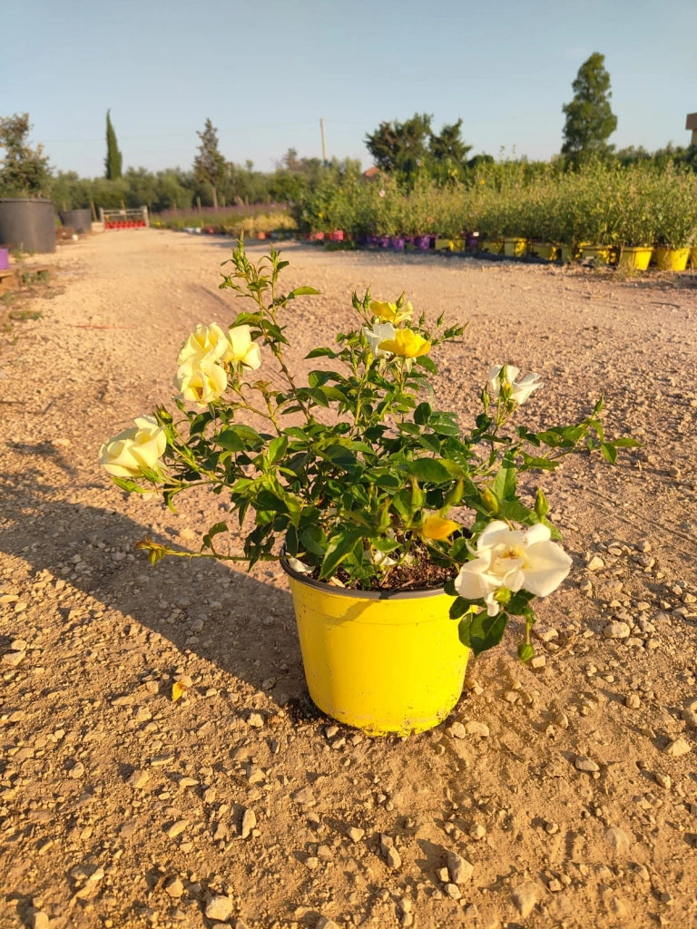 ROSA SEVILLANA GIALLO VASO 18