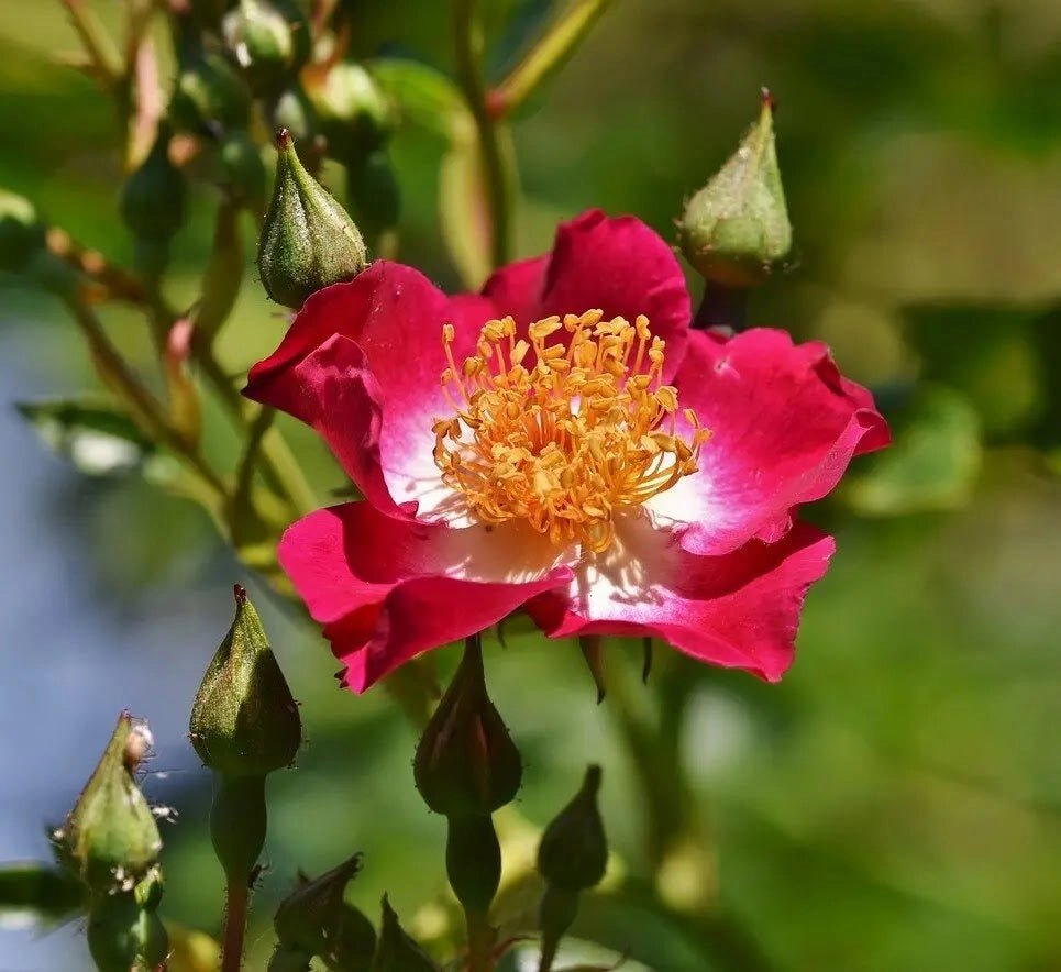 Gardenaria Rosa 'Cocktail' - Rosa da giardino Altezza: 40/50 cm (vaso20)